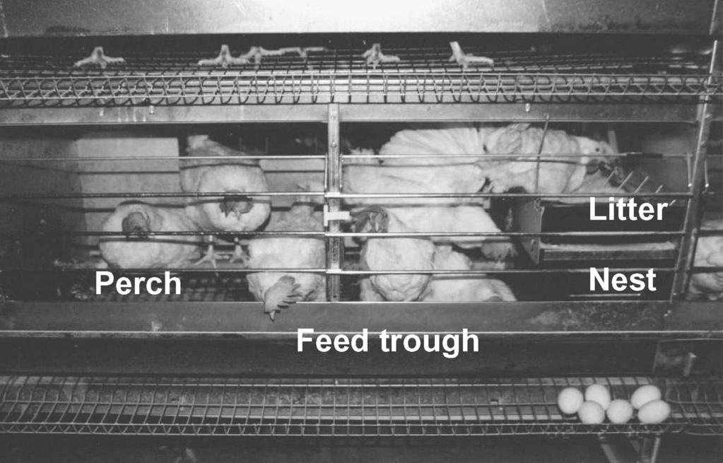 324 JAPR: Research Report Figure 1. The comfort cage for 8 hens stocked with Lohmann Selected Leghorn hens.