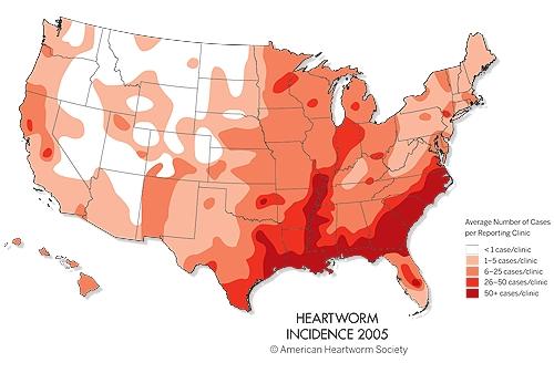 Heartworm Infection Distribution Shown below is a 2005 Heartworm incidence map from the American Heartworm Society.