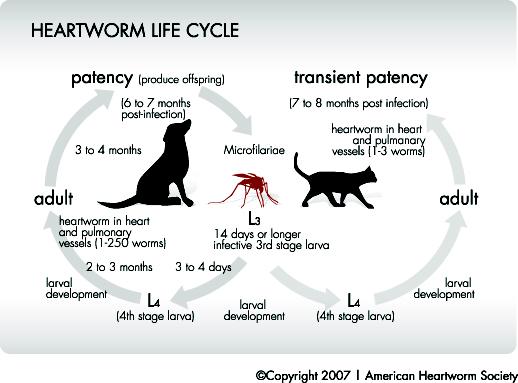 Heartworm Life Cycle You have probably all seen the heartworm life cycle charts (one of the better examples below) in a vet's office, along with the heart statuette crawling with worms.