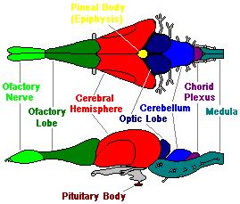 blood. Large arteries then carry the high oxygen blood out to the body organs and muscles and low oxygen blood is sent to the lungs to pick up oxygen.