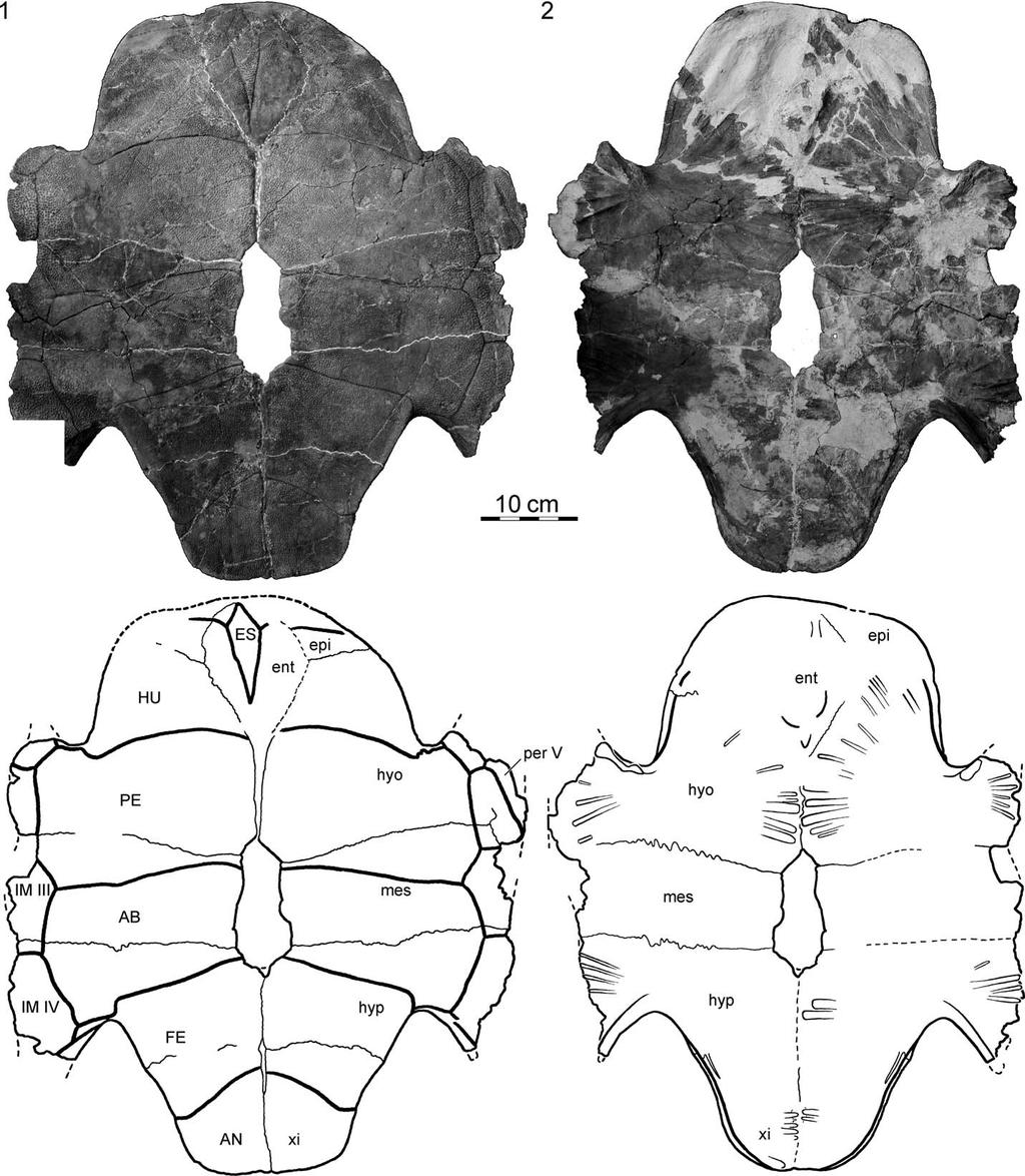 JOYCE ET AL. SKELETAL MORPHOLOGY OF N. SPECIOSA 1269 FIGURE 8 FMNH PR273, Naomichelys speciosa, from the Early Cretaceous (Aptian/Albian) Trinity Group of Texas, U.S.A. Photographs and illustrations of plastron: 1, ventral view; 2, dorsal view.
