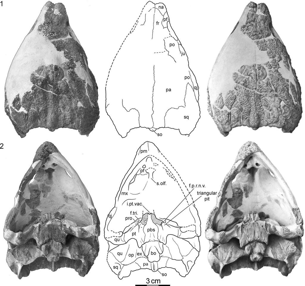 JOYCE ET AL. SKELETAL MORPHOLOGY OF N. SPECIOSA 1259 FIGURE 2 FMNH PR273, Naomichelys speciosa, from the Early Cretaceous (Aptian/Albian) Trinity Group of Texas, U.S.A. Photographs, line art, and shaded illustrations of skull: 1, dorsal view; 2, ventral view.