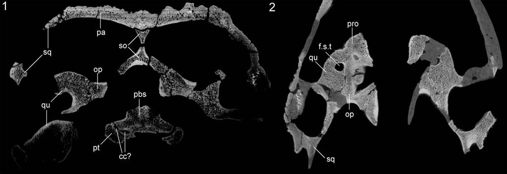 JOYCE ET AL. SKELETAL MORPHOLOGY OF N. SPECIOSA 1261 FIGURE 4 FMNH PR273, Naomichelys speciosa, from the Early Cretaceous (Aptian/Albian) Trinity Group of Texas, U.S.A. Sections of the skull produced using CT scans: 1, coronal section; 2, horizontal section.