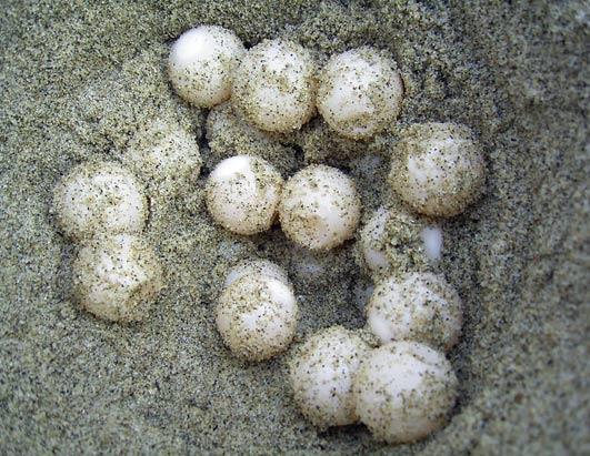 Even in the buried nest, the loggerhead eggs may fall prey to hungry raccoons or wild pigs that dig them up. But the eggs that remain undisturbed hatch about 60 days after being laid.