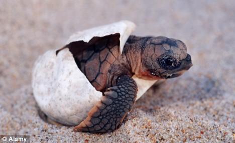 Turtle Article FAST FACTS The scientific name of the loggerhead sea turtle is Caretta caretta. A loggerhead sea turtle can live to be more than 50 years old in the wild.