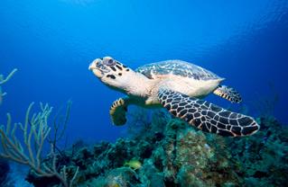 Sea turtle eggs and hatchling are eaten by ]ish, dogs, seabirds, raccoons, ghost crabs,