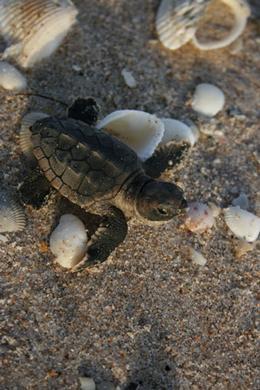 The most serious dangers to all kinds of sea turtles come from human impact.