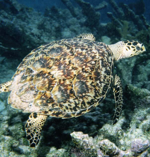 Table of Contents Introduction............................ 4 Types of Sea Turtles..................... 6 Physical Appearance................... 12 Nesting............................... 15 Hazards.