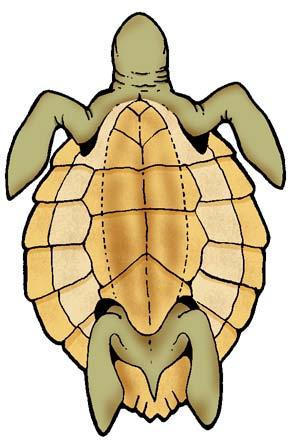 The green turtle s head is small relative to its body when compared with other sea turtles. It lives in many oceans around the world. carapace plastron Do You Know?