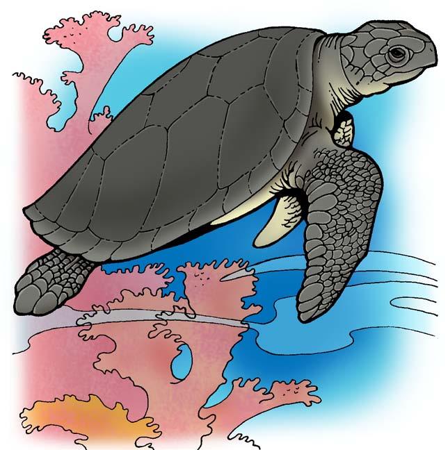 Leatherback Australian flatback Olive ridley Do You Know? The largest leatherback ever recorded weighed over one ton. Physical Appearance Sea turtles vary greatly in size.
