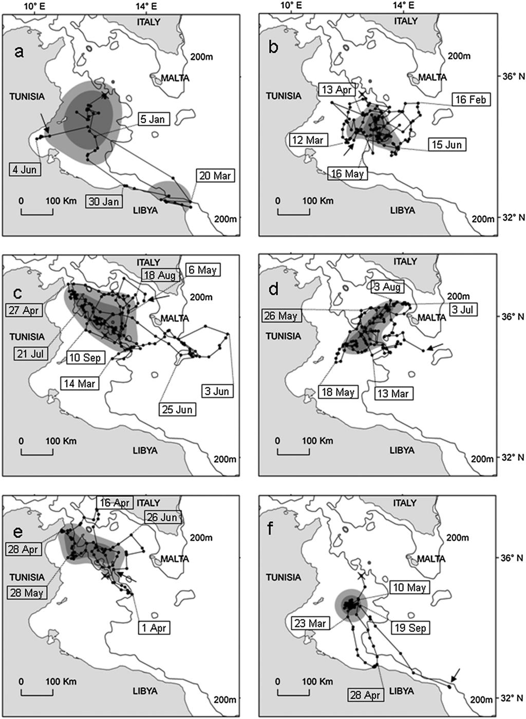 P. CASALE ET AL. Figure 1. Tracks of six loggerhead turtles (A to F) in the central Mediterranean.