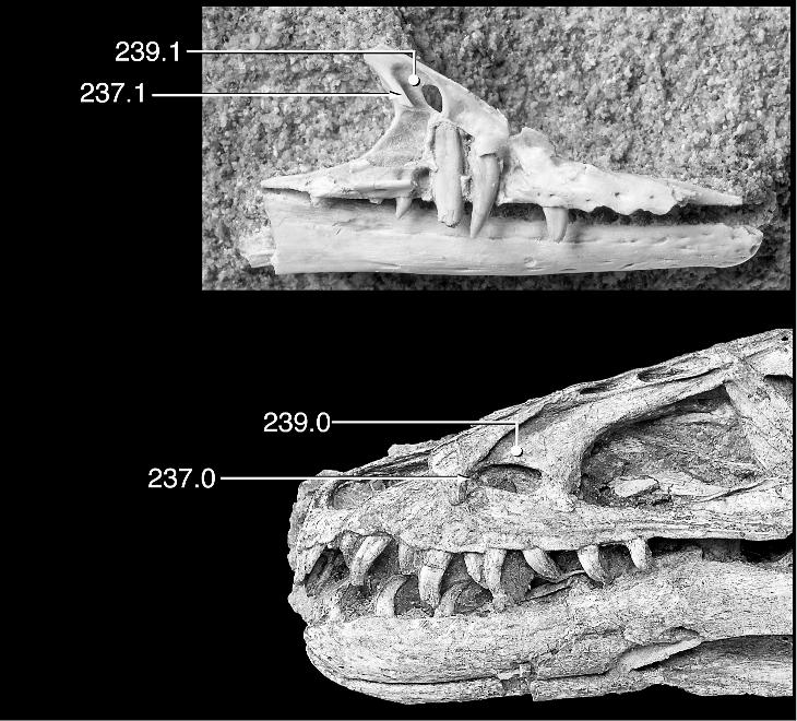 14 AMERICAN MUSEUM NOVITATES NO. 3557 Fig. 6. Systematic variation in maxillary fenestra morphology among coelurosaur theropods.