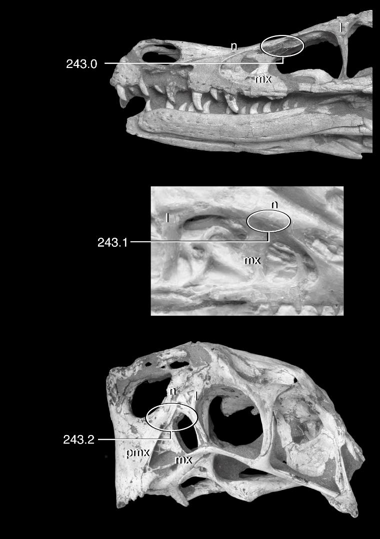 18 AMERICAN MUSEUM NOVITATES NO. 3557 Fig. 10. Systematic variation in antorbital fossa morphology among coelurosaur theropods.