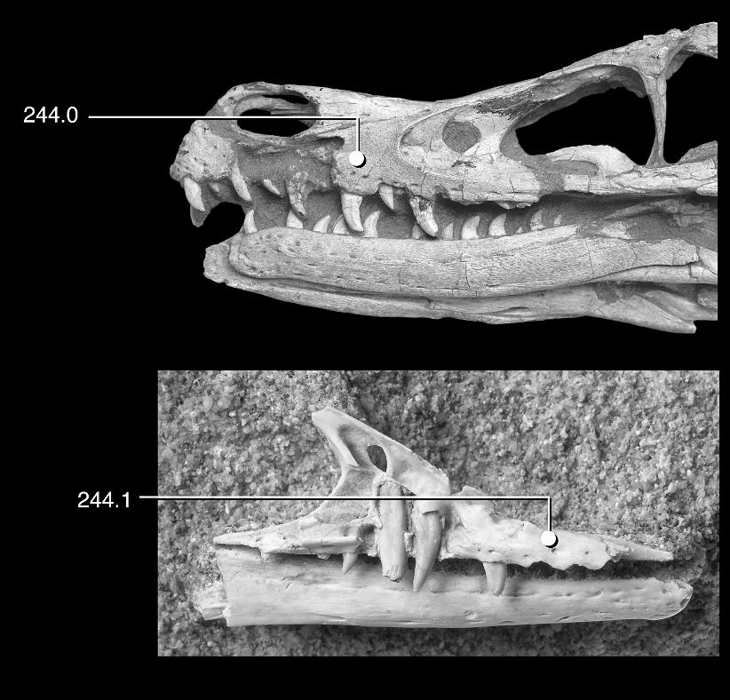 2007 TURNER ET AL: ÖÖSH THEROPOD 19 Fig. 11. Systematic variation in maxilla morphology among paravian theropods.