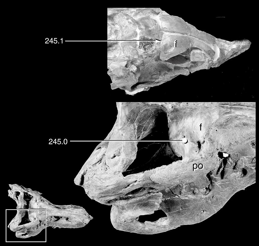 20 AMERICAN MUSEUM NOVITATES NO. 3557 Fig. 12. Systematic variation in supratemporal fossa morphology among theropod dinosaurs.