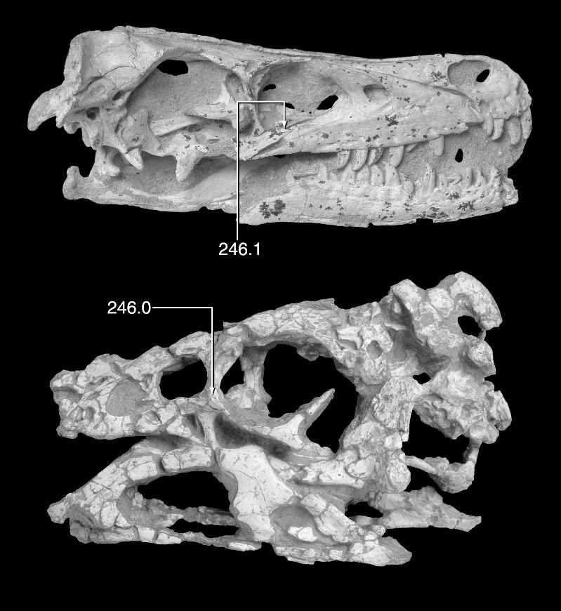 2007 TURNER ET AL: ÖÖSH THEROPOD 21 Fig. 13. Systematic variation in jugal/antorbital fenestra morphology in theropod dinosaurs.