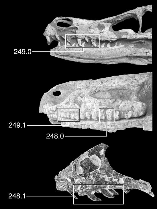 2007 TURNER ET AL: ÖÖSH THEROPOD 23 Fig. 15. Systematic variation in maxillary tooth orientation and height in deinonychosaurian theropods.