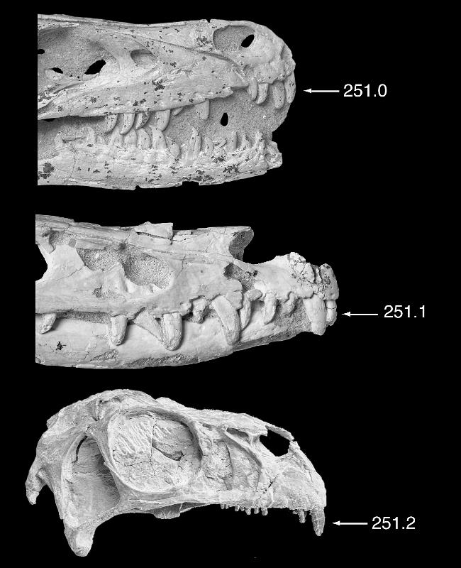 2007 TURNER ET AL: ÖÖSH THEROPOD 25 Fig. 17. Systematic variation in first premaxillary tooth size among coelurosaur theropods.