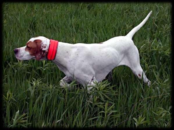 GENERAL APPEARANCE The Pointer is bred primarily for sport afield; he should unmistakably look and act the part.