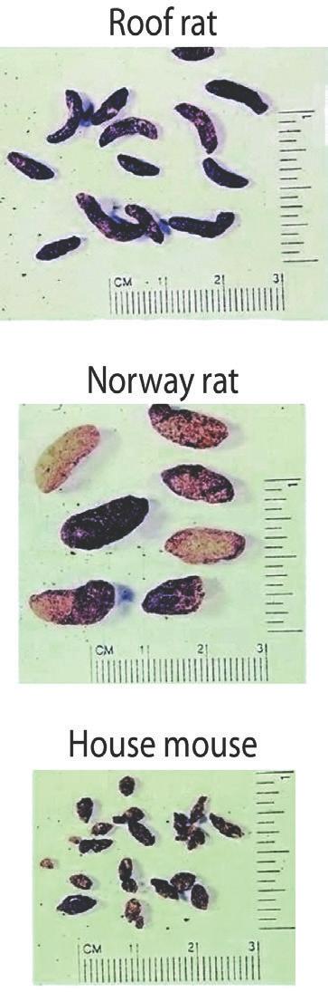 Droppings and Urine Most people first recognize rodent problems by finding droppings (Figure 2) or urine stains in and around buildings.