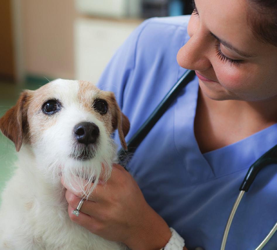 Diagnosing Cushing s syndrome Your veterinarian may initially suspect Cushing s syndrome based on the outward appearance of your dog and the symptoms you are noticing at home.