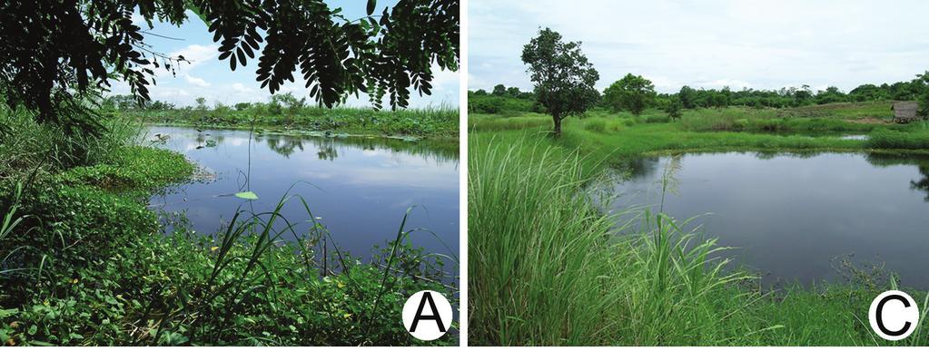 KARNS ET AL. SEMI-AQUATIC SNAKE COMMUNITIES OF THAILAND 5 FIGURE 2. Central Plain snake collecting localities. (A) Bung Cho wetland, Uttaradit Province; a typical gill net site is shown.