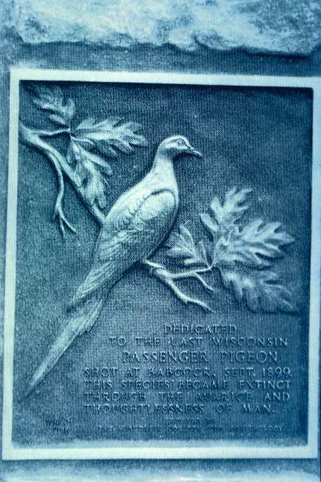 As people became more aware of the decline in passenger pigeon populations, attempts were made to protect them.