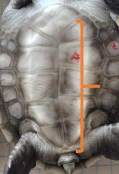 A B Figure 5: A) Hatchling 9 with five central scutes.