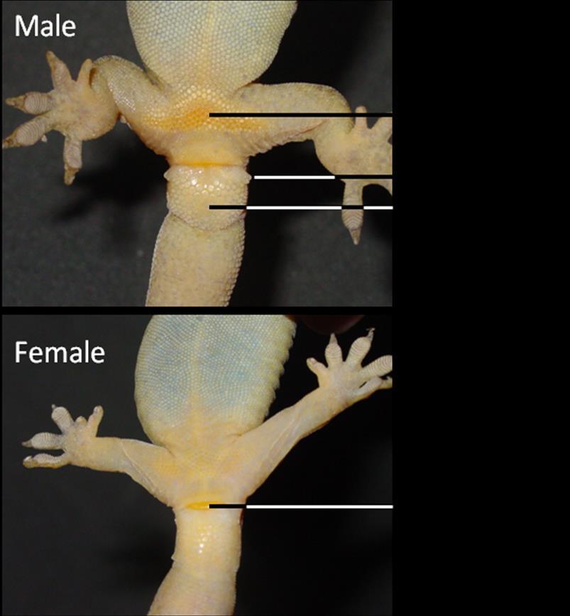 DOCDM-783609 Herpetofauna: funnel trapping v1.0 20 Determining reproductive status of female lizards This section is only relevant during the breeding season when females are pregnant/gravid.