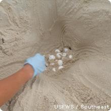 What Was Done to Help Sea Turtle Hatchlings Survive?