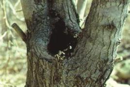 Treeholes with standing water should be filled with expandable foam.