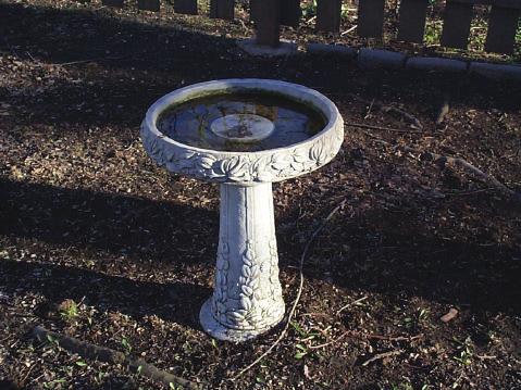 Bird baths can breed numerous mosquitoes over the season, particularly if they are located in the shade. The water should be dumped out and the basin scrubbed to remove eggs at least weekly.