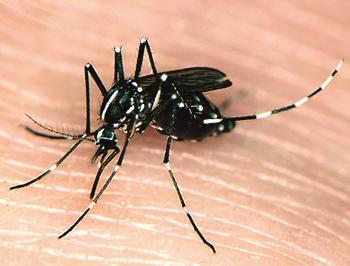 For Zika to cause an outbreak in the continental United States, all of the following must occur: People infected with the virus enter the United States.