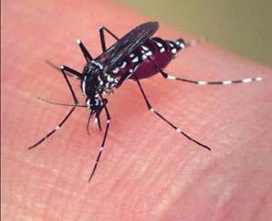 The infected mosquito lives long enough for the virus to multiply and for the mosquito to bite another person.