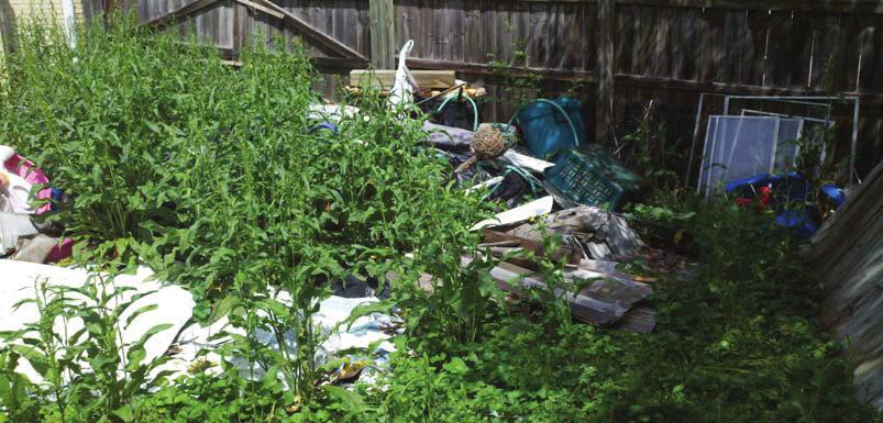 Yard Maintenance Adult mosquitoes like to rest in shady vegetation on