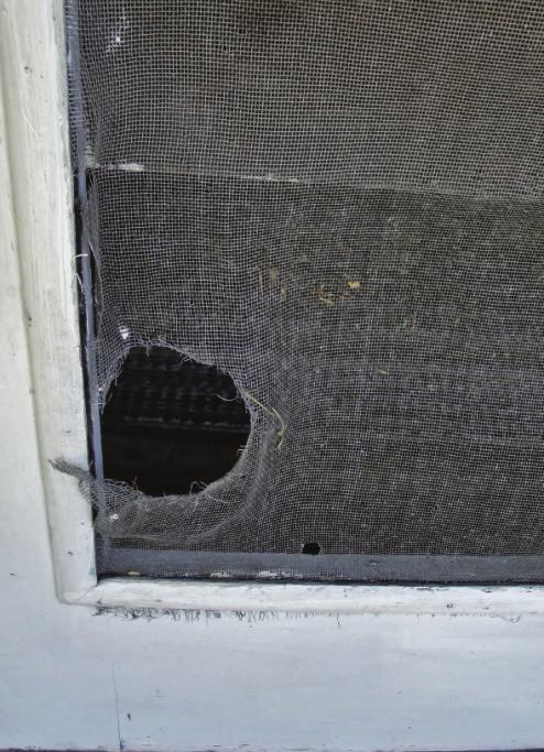 Other Preventative Measures Window screens should be kept in good repair to prevent the entry of adult