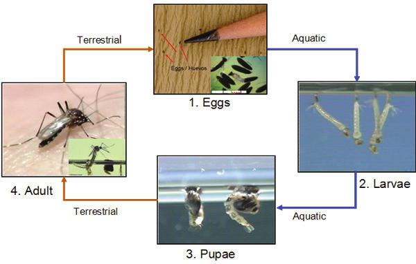 Mosquito Lifecycle The lifecycle and biology is similar for both the Ae. albopictus and Ae. aegypti, but we will focus on Ae. albopictus since it is the common one of the two found in Alabama.