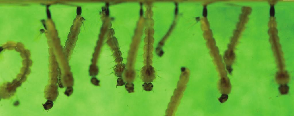 Larvae feed on small aquatic organisms, algae and particles of plant and animal material in waterfilled containers. After molting three times, the larva becomes a pupa.