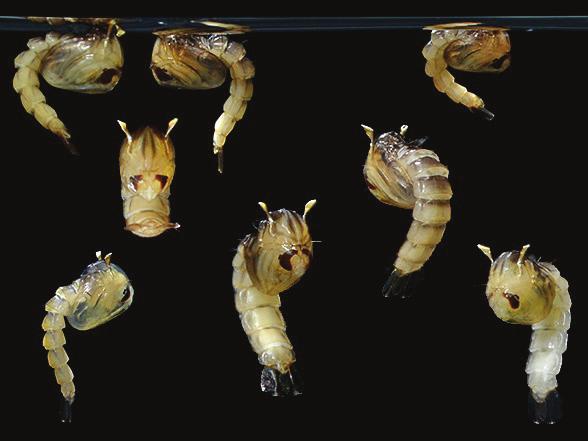 Pupa Pupae (plural) will develop until the body of the newly formed adult flying mosquito emerges from pupal skin and leaves the water. This stage typically lasts for about 2 days. Ae.