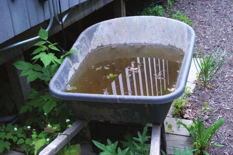 Wheelbarrows should be stored inverted when not in use. Swimming Pools Swimming pools are potential mosquito breeders.