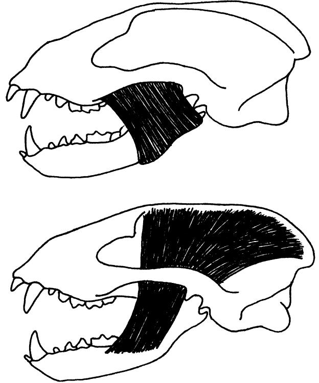 Masseter & Temoporalis Muscles These muscles are found in all mammals (although they are less clear in primates).