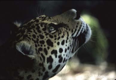 To donate to the Jaguar Challenge and help Panthera secure the Mesoamerican jaguar corridor, please click here. To learn more about Panthera's Jaguar Corridor Initiative, please click here.