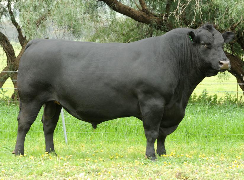 Breeding Index - Domestic Index - Heavy Grain Index - Heavy Grass Index - Boasting over 1,100 progeny registrations in Australia and ranking in the top 1% of the breed for 200, 400 and 600 day weight