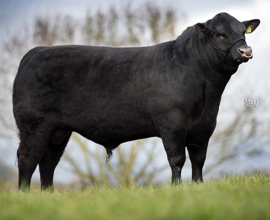 enter into an AI stud. Blacksmith, described as visually stunning, with great temperament, has had numerous sons go through the sale ring making in excess of 10,000gns.