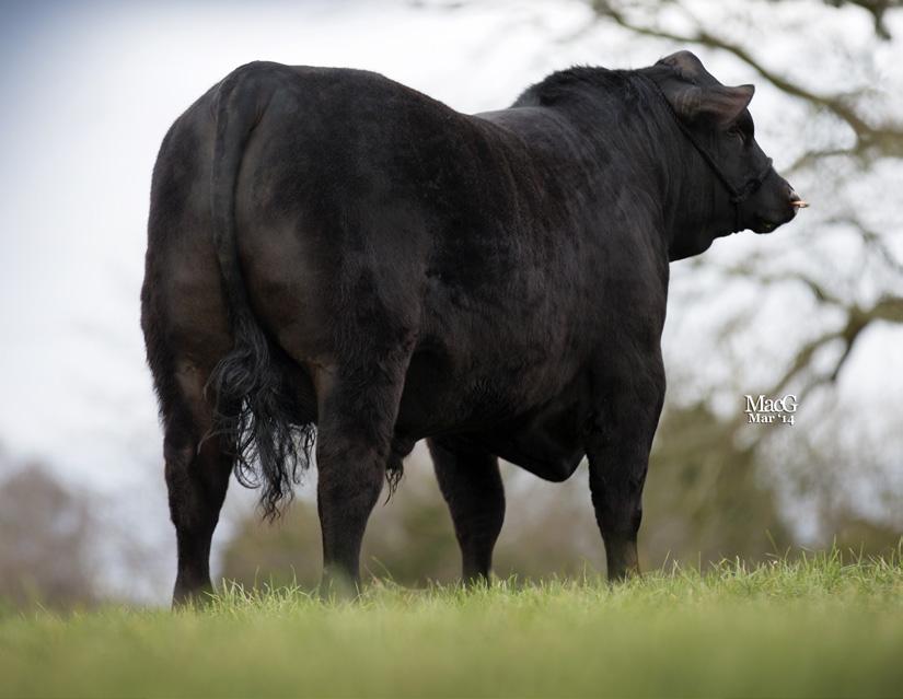 His EBV figures suggest he will bring growth to his progeny ranking in the top 5% of the breed for 300, 400 and 600 day weight.