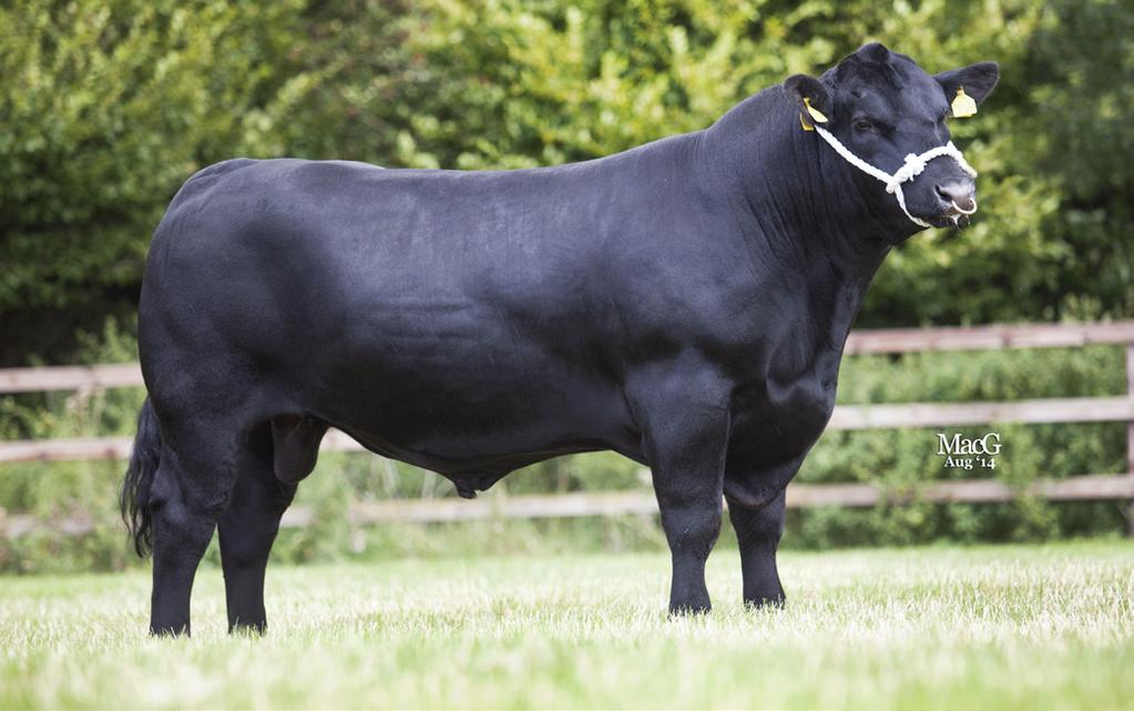 Radar W42 PGD: Netherton Missie A114 MGS: TC Grid Topper 355 MGD: Southland Awestruck 117R Americano has over 300 pedigree registrations in the UK to date and his progeny have already proved