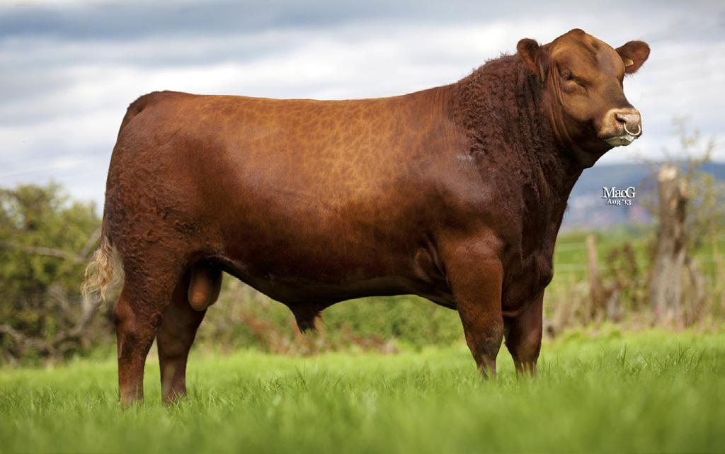Shadwell Jafar ERIC N658 Ranking in the top 1% of the breed for calving ease, and proven to perform on dairy cows and heifers through the Genus ABS Calving Survey, Americano can be trusted to use on