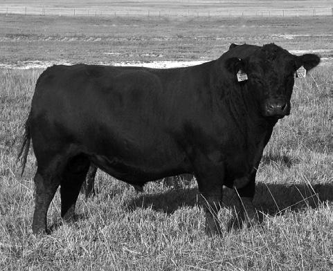 bull has great depth, length and fleshing ability. Like in all good Diamond D Angus cattle, he never had any grain or supplement of any kind. His temperament is also very good.