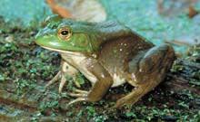 American Bullfrog (Lithobates catesbeianus) Size: 5.5 to 7 in. Description: The bullfrog can range from a dark solid olive to a lighter pale green with variable spotting.