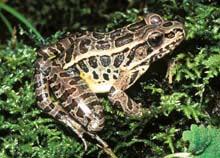 Pickerel Frog (Lithobates palustris) Species Overview Pickerel frogs (Lithobates palustris) are a Species of Special Concern in Wisconsin.
